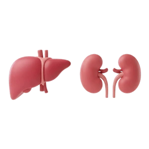 Liver & Kidney